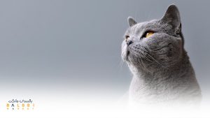 گربه‌ی اسکاتیش طوسی، افسردگی گربه | بالسی مارکت