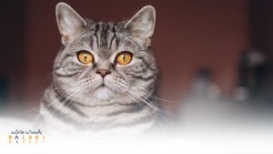 عکس گربه | بالسی مارکت