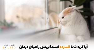 آیا گربه‌ی شما افسرده است؟ بررسی راه‌های درمان | بالسی مارکت