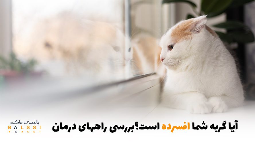 آیا گربه‌ی شما افسرده است؟ بررسی راه‌های درمان | بالسی مارکت