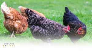 مرغ و خروس | بالسی مارکت