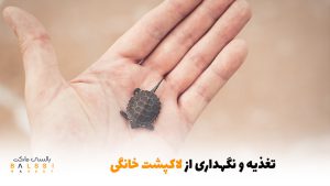 تغذیه و نگهداری از لاکپشت خانگی | بالسی مارکت