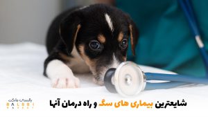 شایع‌ترین بیماری سگ که باید راه درمان آن‌را بشناسید | بالسی مارکت