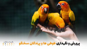 پرورش و نگهداری طوطی‌ها و پرندگان سخنگو چطوریه ؟ | بالسی مارکت