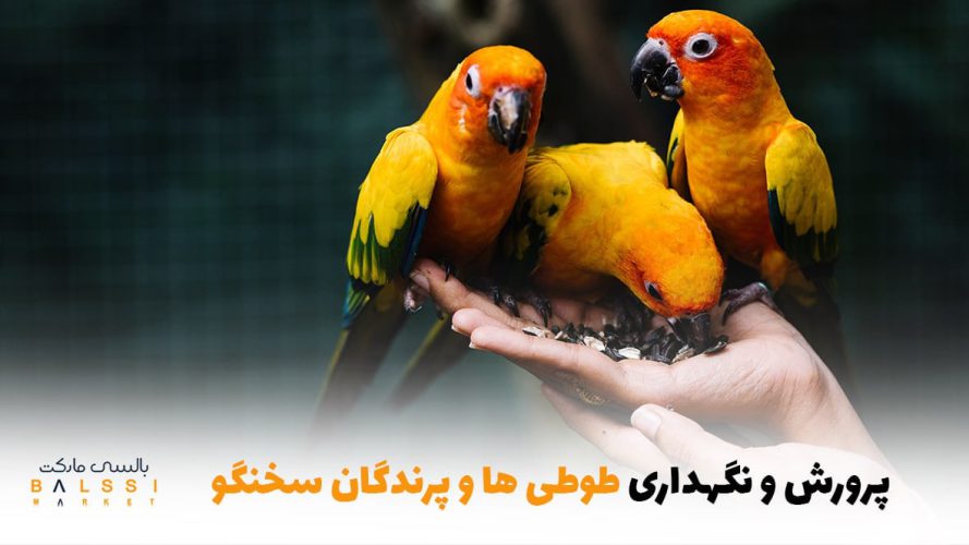 پرورش و نگهداری طوطی‌ها و پرندگان سخنگو چطوریه ؟ | بالسی مارکت