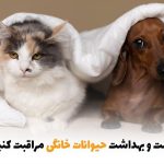 چگونه از سلامت و بهداشت حیوانات خانگی مراقبت کنیم؟ | بالسی مارکت
