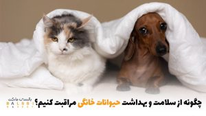 چگونه از سلامت و بهداشت حیوانات خانگی مراقبت کنیم؟ | بالسی مارکت