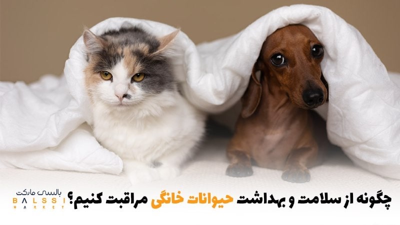 چگونه از سلامت و بهداشت حیوانات خانگی مراقبت کنیم؟ | بالسی مارکت
