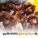 چگونه یک مرغداری موفق داشته باشیم؟ | بالسی مارکت