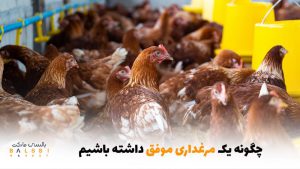 چگونه یک مرغداری موفق داشته باشیم؟ | بالسی مارکت