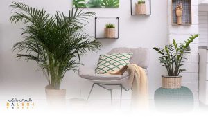 عکس گلهای آپارتمانی مقاوم و ارزان | بالسی مارکت
