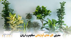 معرفی گل‌های آپارتمانی مقاوم و ارزان | بالسی مارکت