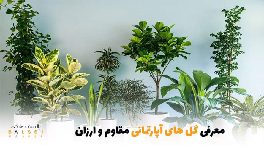 معرفی گل‌های آپارتمانی مقاوم و ارزان | بالسی مارکت