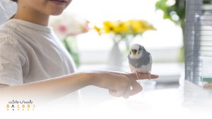  پرنده خانگی | بالسی مارکت