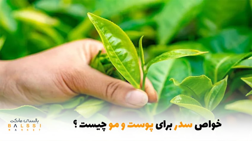 خواص سدر برای پوست و مو چیست؟ | بالسی مارکت
