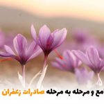 راهنمای جامع و مرحله به مرحله صادرات زعفران | بالسی مارکت