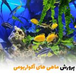 نکات پرورش ماهی های آکواریومی | بالسی مارکت
