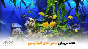 نکات پرورش ماهی های آکواریومی | بالسی مارکت