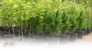 عکس نهال درخت | بالسی مارکت