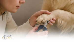 کوتاه کردن ناخن سگ | بالسی مارکت