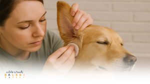 تمیز کردن گوش سگ | بالسی مارکت