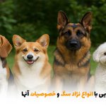 آشنایی با انواع نژاد سگ و خصوصیات آنها | بالسی مارکت