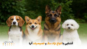 آشنایی با انواع نژاد سگ و خصوصیات آنها | بالسی مارکت