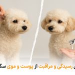 راهنمای کامل رسیدگی و مراقبت از پوست و موی سگ | بالسی مارکت