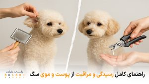 راهنمای کامل رسیدگی و مراقبت از پوست و موی سگ | بالسی مارکت