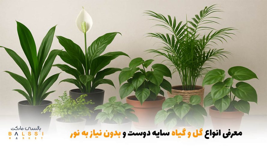 معرفی انواع گل و گیاه سایه‌دوست و بدون نیاز به نور | بالسی مارکت