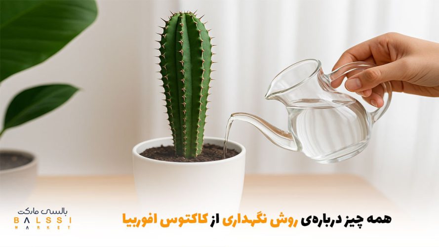 همه چیز درباره‌ی روش نگهداری از کاکتوس افوربیا | بالسی مارکت