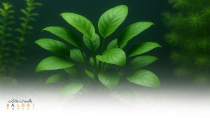 گیاهان آبزی آپارتمانی برای شیشه و آکواریوم | بالسی مارکت