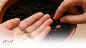  کاشت بذر | بالسی مارکت