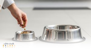  ظرف غذای مناسب برای سگ و گربه | بالسی مارکت