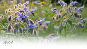 کاشت گیاهان دارویی | بالسی مارکت