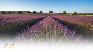 کاشت گیاهان دارویی مثل گل گاوزبان | بالسی مارکت