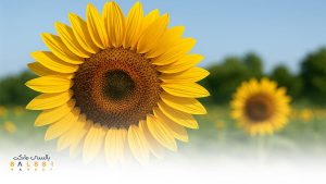 گلهای زینتی آفتابگردان | بالسی مارکت