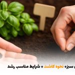بذر ریحان سبز+ نحوه کاشت + شرایط مناسب رشد | بالسی مارکت