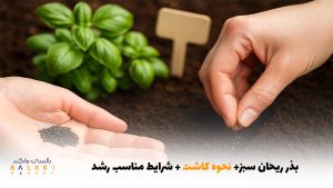 بذر ریحان سبز+ نحوه کاشت + شرایط مناسب رشد | بالسی مارکت