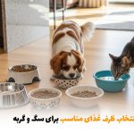 راهنمای انتخاب ظرف غذای مناسب برای سگ و گربه | بالسی مارکت
