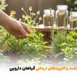 فواید، کاشت و کاربردهای درمانی گیاهان دارویی | بالسی مارکت