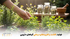 فواید، کاشت و کاربردهای درمانی گیاهان دارویی | بالسی مارکت