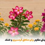 گل‌های زینتی مقاوم برای مناطق گرمسیری و خشک | بالسی مارکت