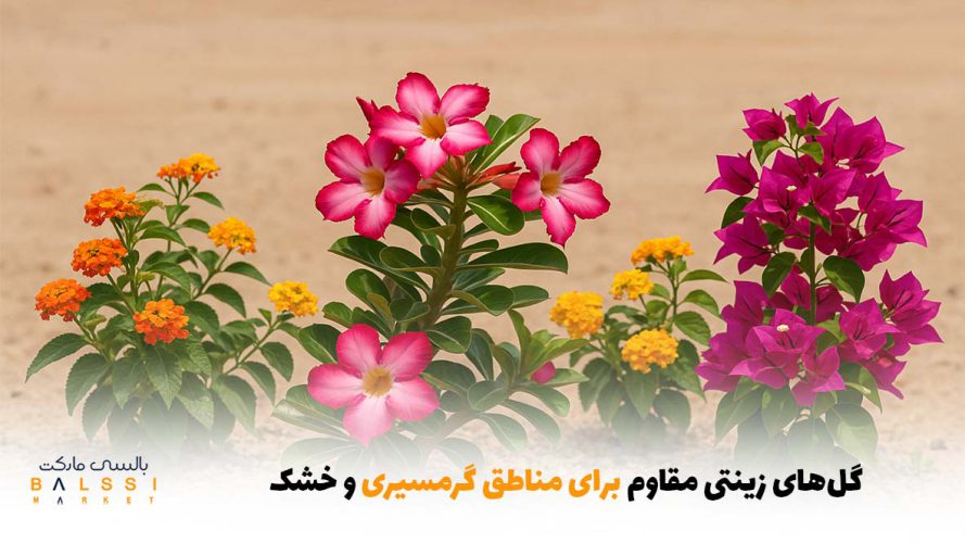 گل‌های زینتی مقاوم برای مناطق گرمسیری و خشک | بالسی مارکت