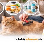 برای ریزش موی گربه چه باید کرد؟ | بالسی مارکت
