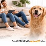 آیا میشه گلدن رتریور را در خانه نگه داشت؟ | بالسی مارکت
